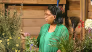 Compact Plants