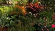 Volunteer Gardener 3405