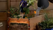 Rain Garden Plants