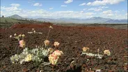 Idaho Ecosystems Video Short