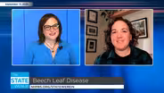 Beech Leaf Disease