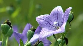 Video thumbnail: Virginia Home Grown Virginia Garden Clubs; Montpelier's Walled Garden (#1706)