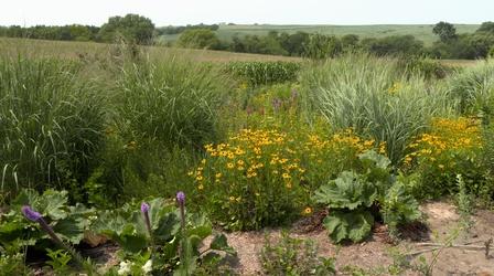 Video thumbnail: Backyard Farmer Pollinator Landscape & Fall Garden