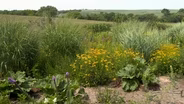 Pollinator Landscape & Fall Garden