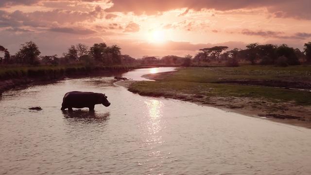 Nature | Preview of Katavi: Africa's Fallen Paradise: Salvation