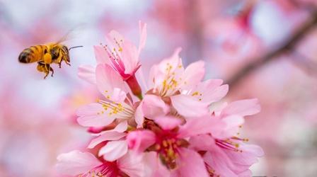 Video thumbnail: PBS North Carolina Presents Preview | Keepers of the Bees