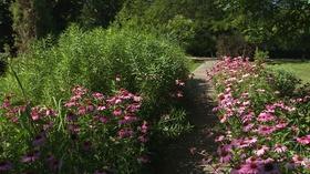 Video thumbnail: Backyard Farmer Backyard Farmer: Gilman Arboretum and Snake Protocol