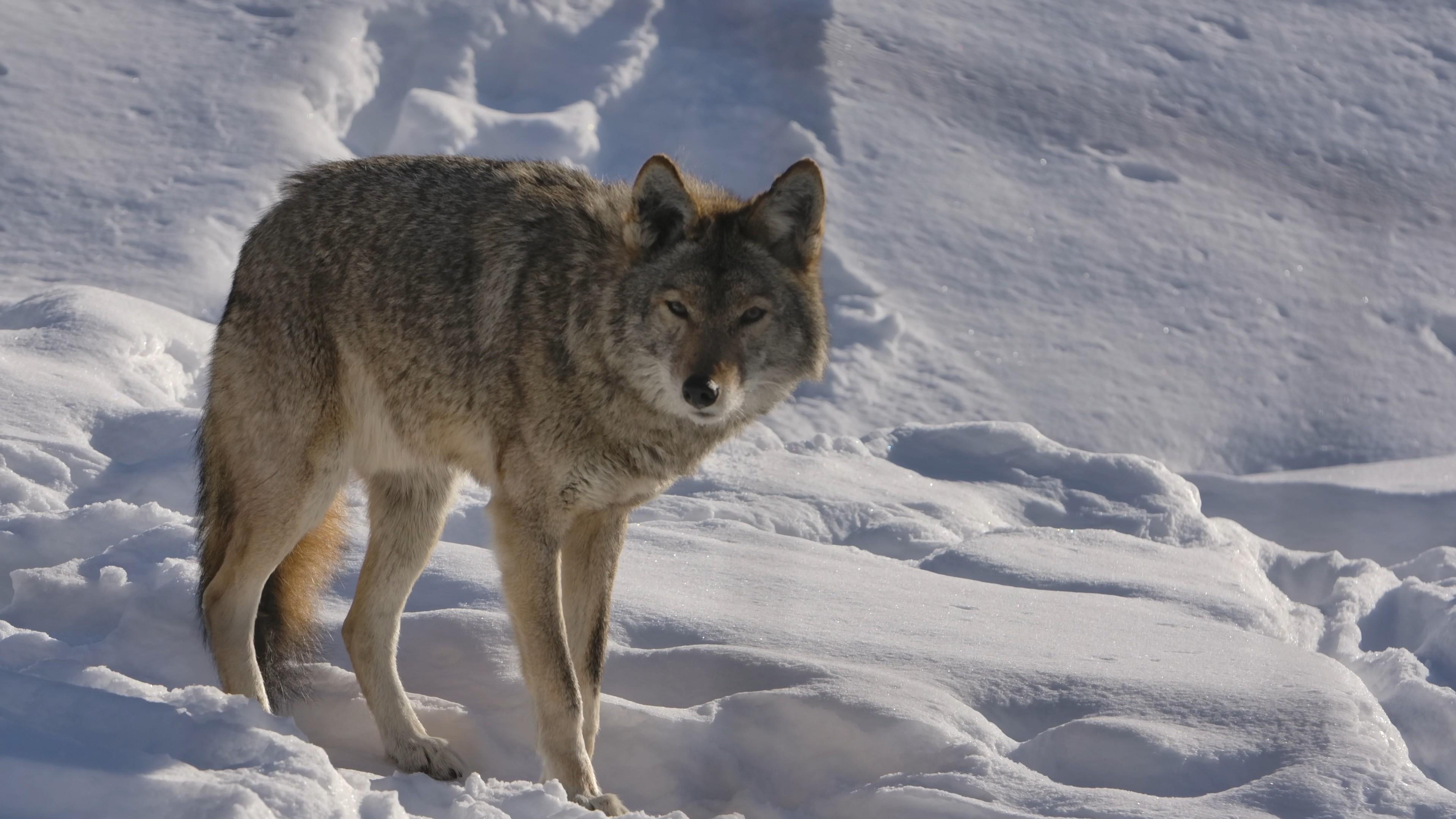 Investigating the eastern coyote hunting controversy in Vermont.