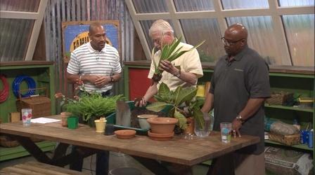 Video thumbnail: The Family Plot Re-Potting Houseplants & Summer Lawn Watering