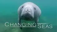 Saving Florida’s Starving Manatees