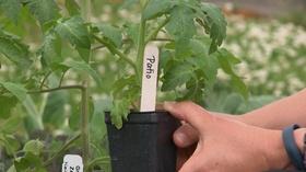 Video thumbnail: Virginia Home Grown Virginia Home Grown: Tomato Plant Tags