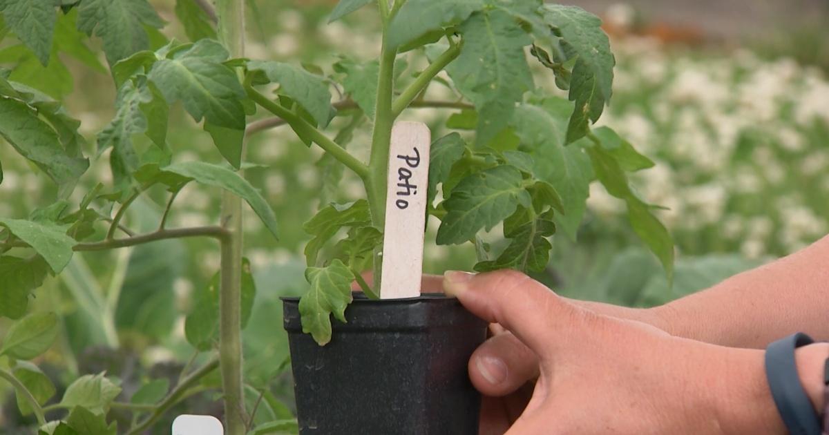 Virginia Home Grown Virginia Home Grown Tomato Plant Tags Season 19 Episode 3 PBS