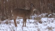 Doe hunt, whitetail scoring, bragging board