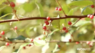 Urban Foraging