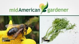 Video thumbnail: Mid-American Gardener Aug 16, 2018: Mid-American Gardener w Tinisha Shade-Spain