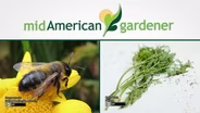 Aug 16, 2018: Mid-American Gardener w Tinisha Shade-Spain