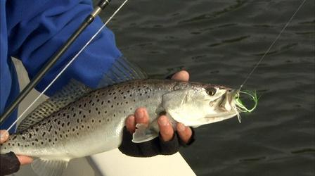 Video thumbnail: Carolina Outdoor Journal Autumn Speckle Trout