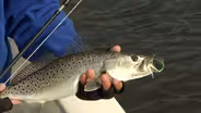 Autumn Speckle Trout