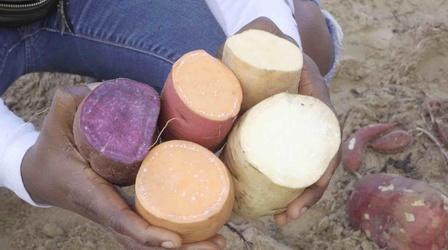 Video thumbnail: Hungry Planet Sweet Potatoes' Flavor is More Complex Than You Think