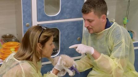 Video thumbnail: In A Different Key Mickey Visits a Cat Shelter