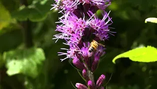 The Buzz on Native Plants