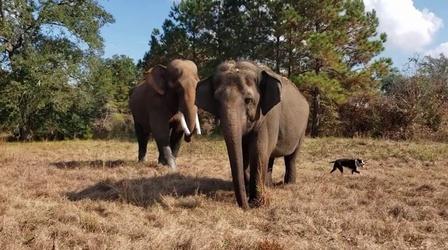 Video thumbnail: Local Routes African, Asian, and Georgia Elephants