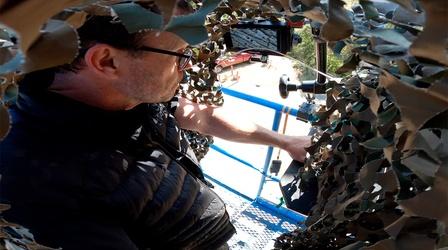 Video thumbnail: Nature How Filmmakers Captured Acorn Woodpeckers