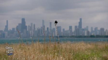 Video thumbnail: Great Lakes Now Plovers Come Over