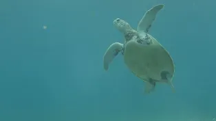 Blue Carbon Ecosystems