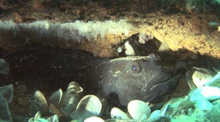 Video thumbnail: Great Lakes Now Invaders on the Menu