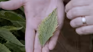 Insect Pests & Garden Diseases