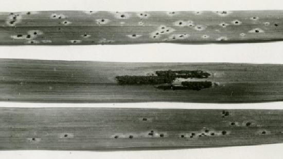 Historic Role of Wheat and the Threat of Stem Rust