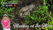 Mudbug on the Move