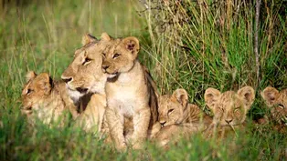 Chicago Zoological Society Honors Conservation Leaders