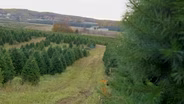 Dutchman Tree Farms