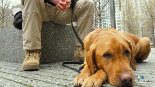 Mission to Remember: Working with Four-Legged Friends