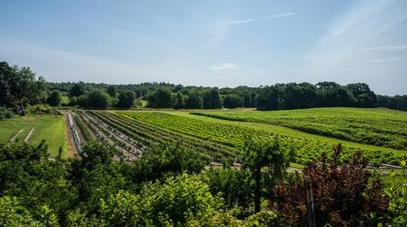Video thumbnail: Harvesting Rhode Island Dame Farm and Orchards/Barden Family Orchard