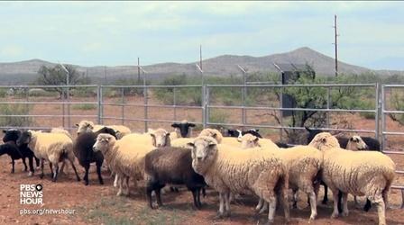 Video thumbnail: PBS NewsHour How a four-legged mowing system keeps solar farms producing