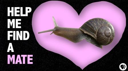 Video thumbnail: Gross Science Help a Snail Find True Love!