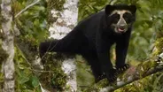 Meet the Real-Life Paddington Bear