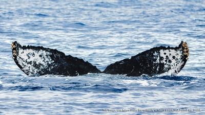 Mystery of the Humpback Whale Song