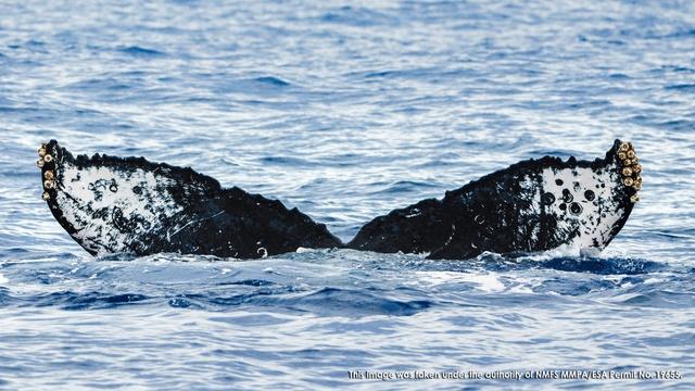 Changing Seas | Mystery of the Humpback Whale Song