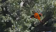 Climb A Tree