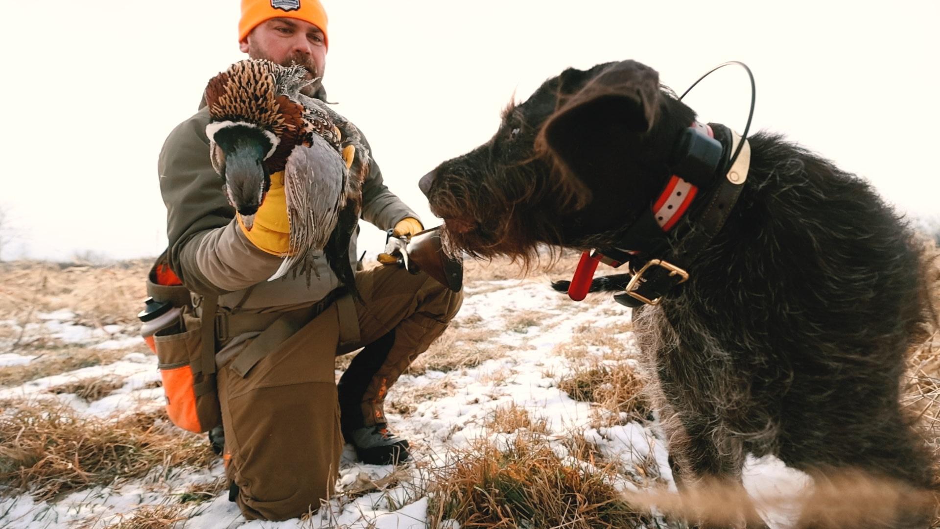 Visit Wings North, a hunting club near Pine City and older hunting dogs go on a hunt.