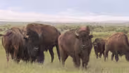 Where the Buffalo Roam