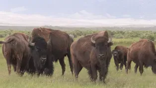 Where the Buffalo Roam