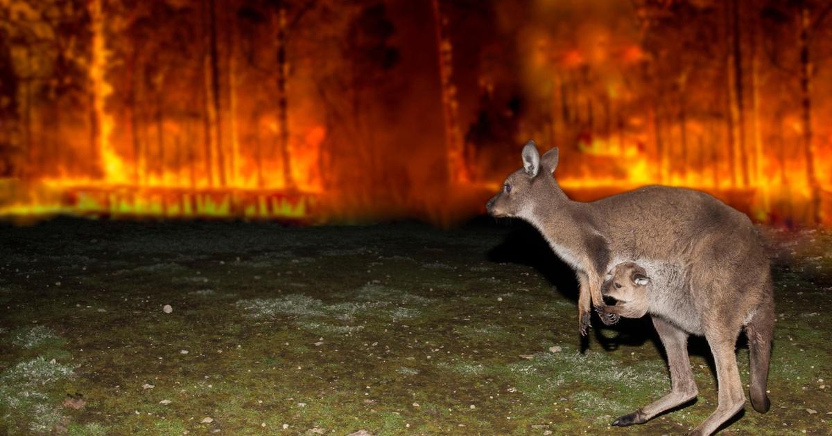 Australia bushfires: Wildlife park spared from bushfires as volunteers  return to help koalas, World News