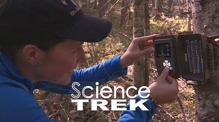 Video thumbnail: Science Trek Kingdoms of Life: Sophie Gilbert: Wildlife Biologist