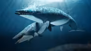 How Whale Evolution Kind Of Sucked
