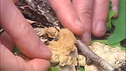 What the lichen growing on Oregon's trees can tell us about air quality